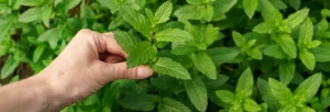 Mint Leaves
